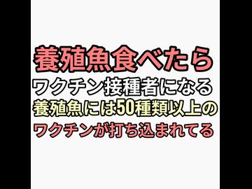 養殖魚には50種類以上のワクチンが打ち込まれMrnaワクチンも予定されている　ワクチン未接種にもワクチン食べさせ人工削減