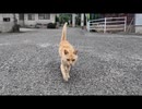 お出迎えしてくれる猫たちに挨拶