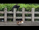 神社の境内で出会ったニャンズ