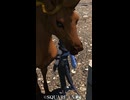 【FF14】「普通の馬」を出してくれ