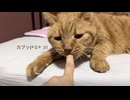 【ナイ】1号2号の【メメ】お隣さん紹介【コケ】