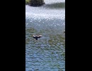 水浴びする野鳥のショート動画2026 7 11