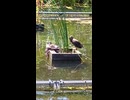 カモのショート動画　泳いだり毛繕い　2026 7 11
