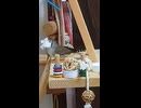 ティッシュを集めるキンカチョウのショート動画2026 7 11