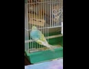 鳥籠から出てきて糞をするインコのショート動画0026 7 11