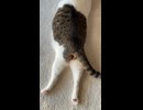 うし柄のお肉