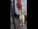 夜の繁華街に猫いました