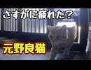 暑いのに外 行くから…【元野良猫】