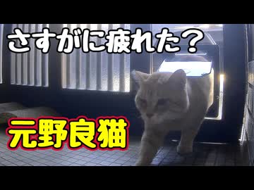 暑いのに外 行くから…【元野良猫】