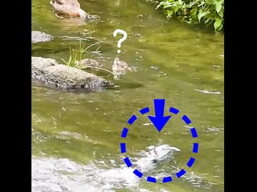 カワウの捕食。魚を丸呑み！【カルガモ親子】