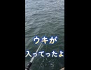 ポイントオリジナル磯竿・家の近くでフカセ釣りダイジェスト【VOICEROIDフィッシング】
