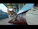 【台湾猫村】猫駅員さん、勤務の合間は外ベンチでまったり休憩してた