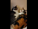 ショート れいぞうこねこ見降ろし