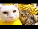 ひとり娘猫、最愛の存在たちとのわかれ