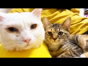 ひとり娘猫、最愛の存在たちとのわかれ