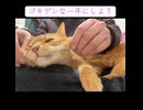 伸びるきなこもち猫