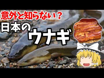 【ゆっくり解説】そろそろ土用の丑の日だしウナギの解説