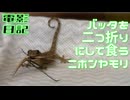 バッタを二つ折りにして食うニホンヤモリ 電影日記#014