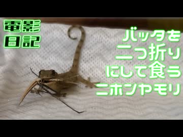 バッタを二つ折りにして食うニホンヤモリ 電影日記#014