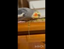 ぴっぴのご褒美横取り