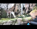三鷹の森ジブリ美術館￤Disney Sea Vlog │ ジブリとディズニー最高