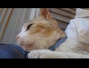 足の上に乗りに来た青島の青島ちゃん