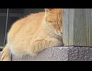 柱に顔を当てて寝ている猫さん□️