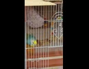 鳥籠で餌を食べるインコのショート動画2026 7 12