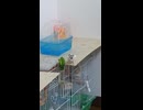 ちょっぴり小松菜食べるジュウシマツのショート動画2026 7 12