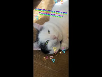 ひなたぼっこにゃんこモモです(2026年7月12日)