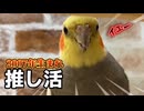 【推し活】オカメインコのななさん、おっさん可愛いが止まらないｗ