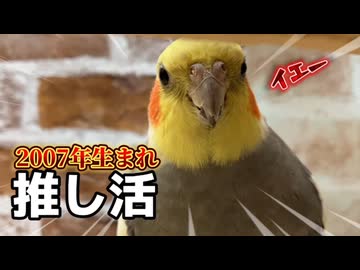 【推し活】オカメインコのななさん、おっさん可愛いが止まらないｗ