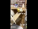 【朗報】オカメインコ、滑り台の快感を覚えてしまうｗｗｗ