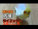 【悲報】オカメインコのダイエット、ご褒美で台無しになるｗ