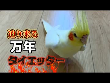 【悲報】オカメインコのダイエット、ご褒美で台無しになるｗ