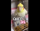 【やみつき】オカメインコ、飼い主と喧嘩するも即デレるｗ