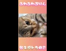 キジトラ姐さんはふわもふです
