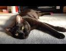 黒猫くろさんはいつでもマイペース