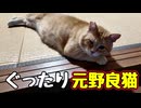 いくらなんでも ダラけすぎ…【元野良猫】