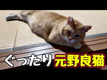 人気の「ぬこぬこ動画」動画 51527本 - ニコニコ動画