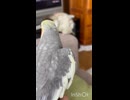おやすみはいつもこんな感じ