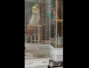 雷の日に