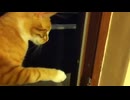 カメムシの悪臭に吐き気を催す猫