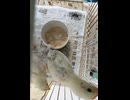 今日のひよこ3