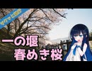 サクッと旅行　一ノ堰ハラネ 春めき桜！【VOICEROID旅行】