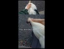 ニワトリショート「嫉妬撫でられコッコ。」