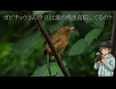 【探鳥】ガビチョウさん今日は誰の鳴き真似しているの？【26.7.12収録】