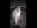 【茨城の生き物】クロダイ