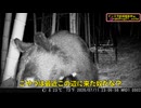 （対熊戦開始）変態忍者の、有害鳥獣駆除従事活動記・その３７８