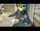 夕ご飯を待っている青島の猫たち